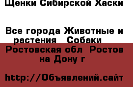 Щенки Сибирской Хаски - Все города Животные и растения » Собаки   . Ростовская обл.,Ростов-на-Дону г.